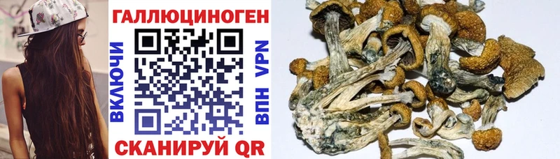 как найти   Шимановск  Галлюциногенные грибы ЛСД 
